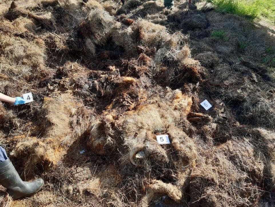 Faringdon Shepherd In Court Again For Dumping Dead Animals