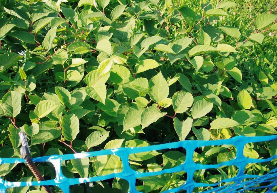 Japanese Knotweed & Other Illegal Plants £30k Fine Warning